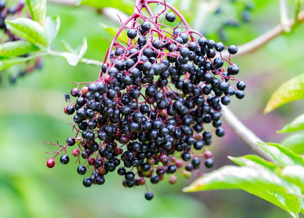 Celtic Meaning Elder Tree