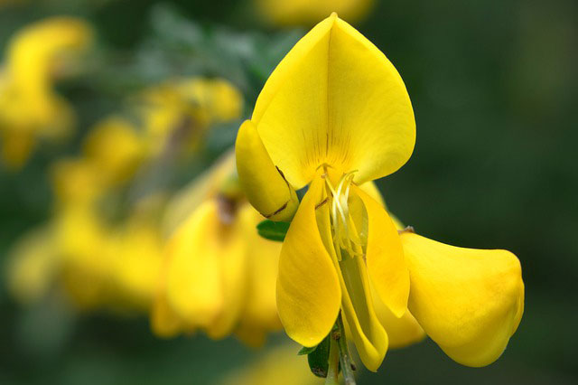 Celtic Meaning Gorse