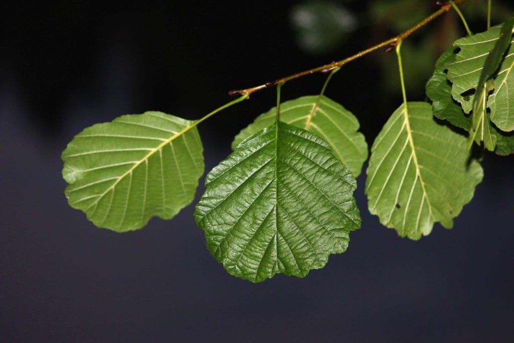 Celtic meaning of alder tree