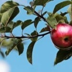 celtic meaning apple tree meaning