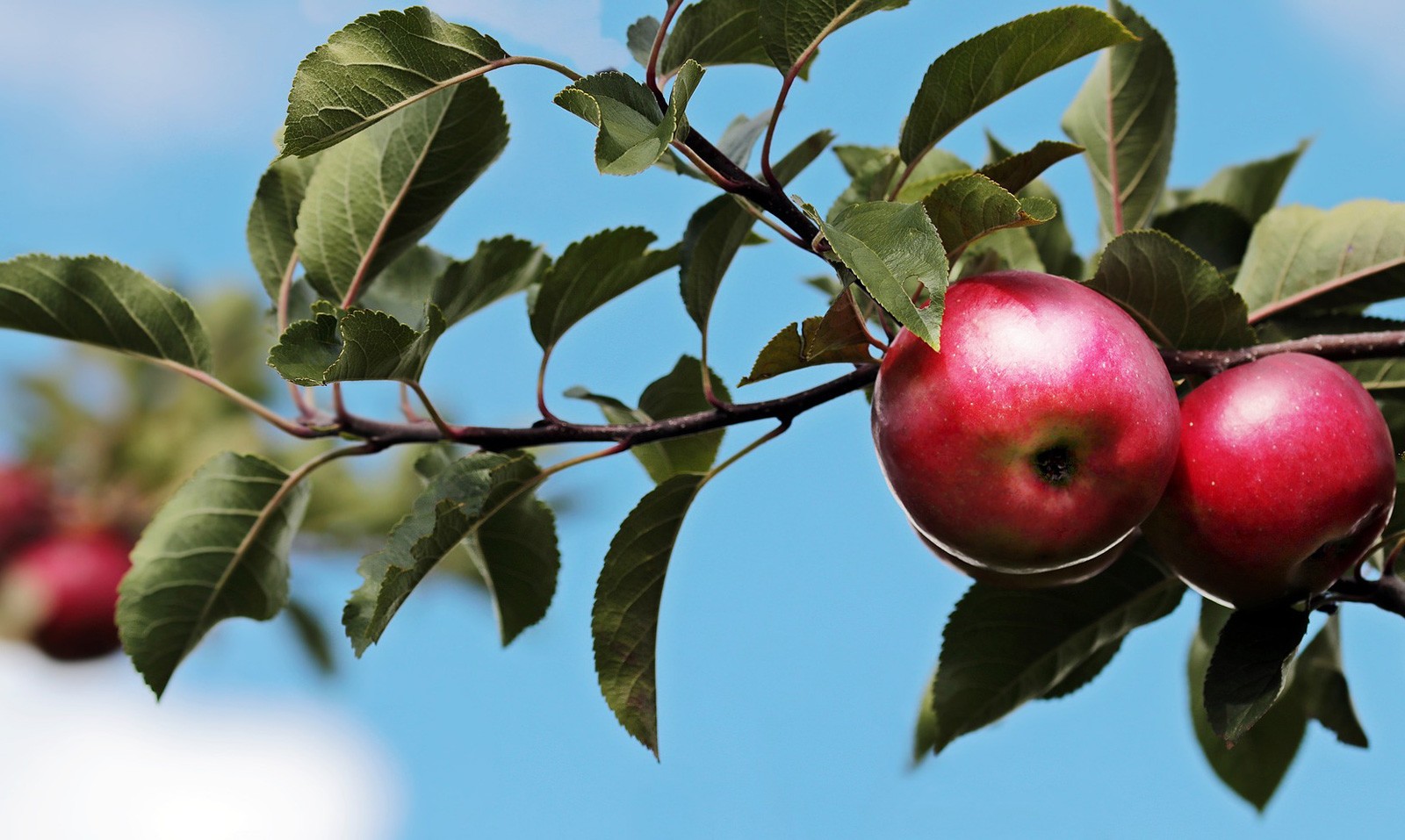 celtic meaning apple tree meaning