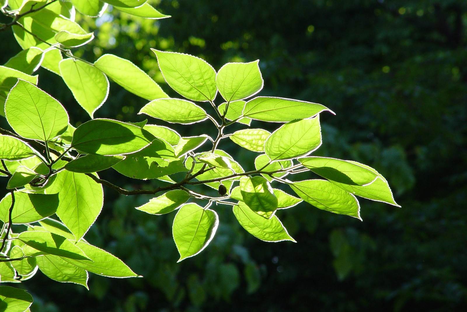 celtic meaning ash tree meaning