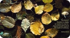 celtic meaning ash tree meaning in the ogham