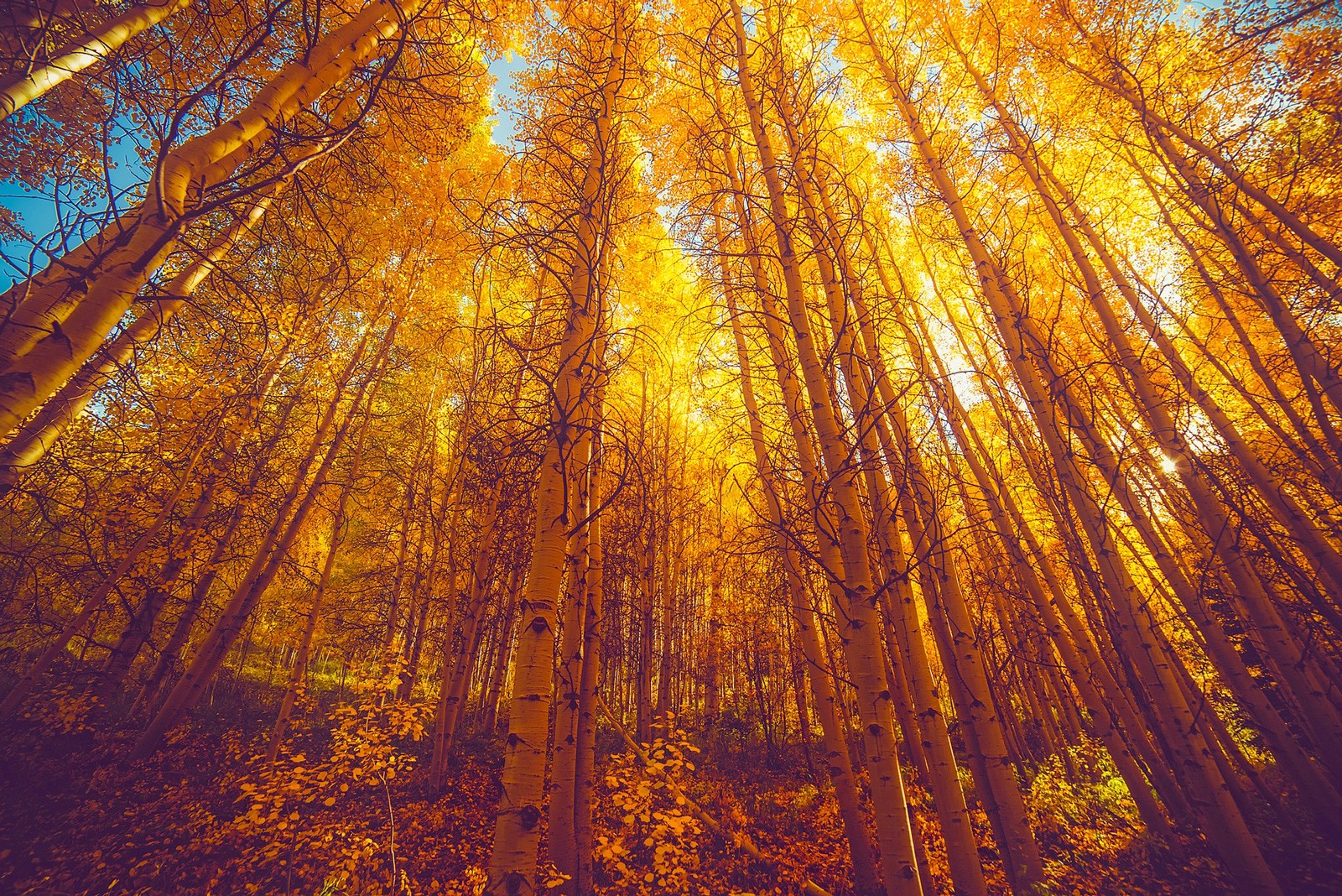 celtic meaning aspen tree meaning in the celtic ogham