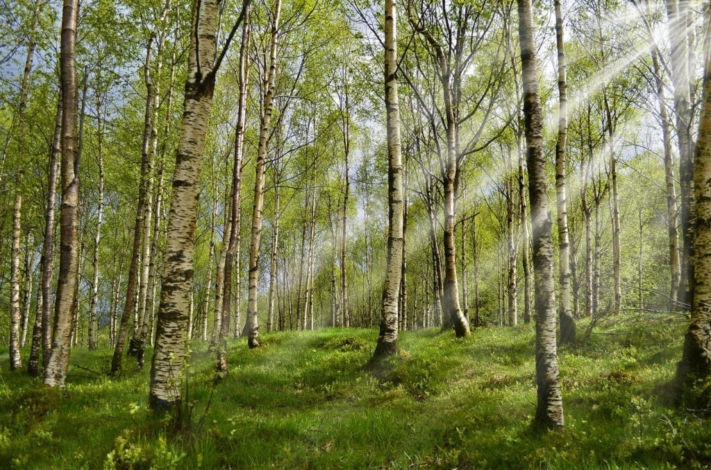 celtic meaning of the birch tree