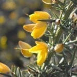 celtic meaning gorse, ogham tree meaning of gorse