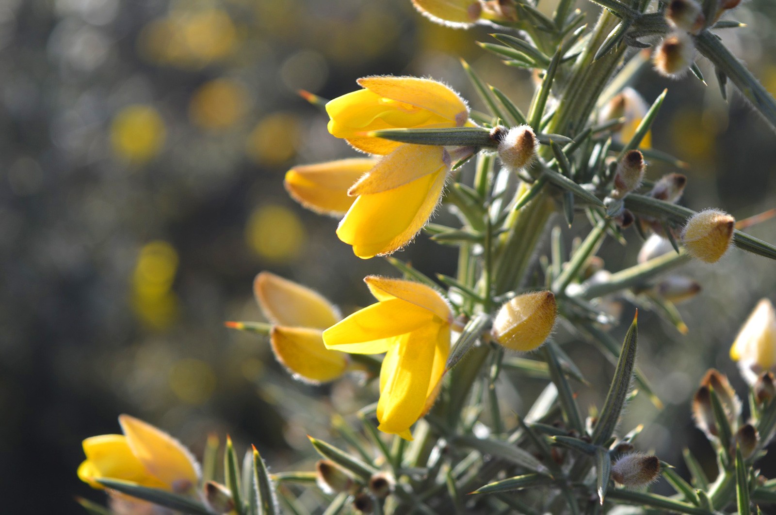 celtic meaning gorse, ogham tree meaning of gorse
