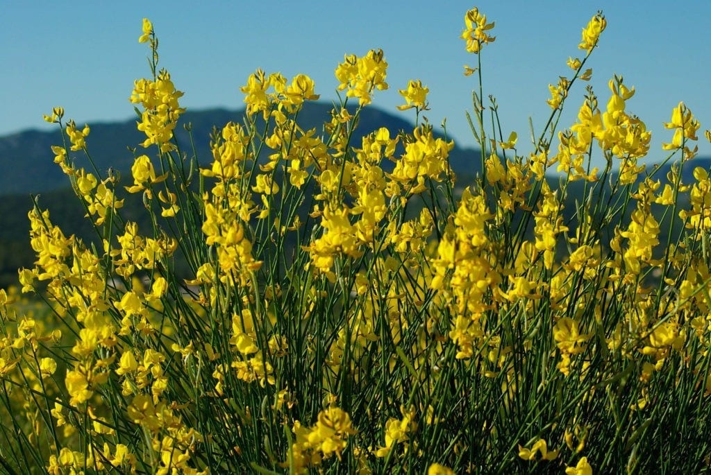 celtic meaning gorse ogham meaning