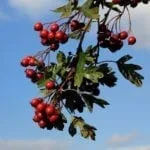 celtic meaning hawthorn ogham meaning