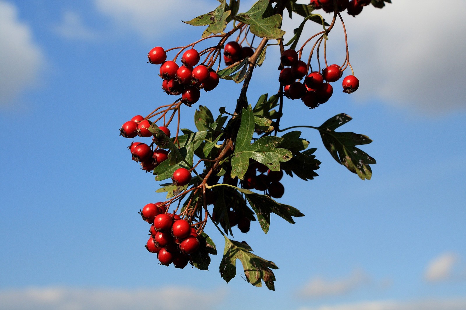Celtic Meaning Hawthorn Tree