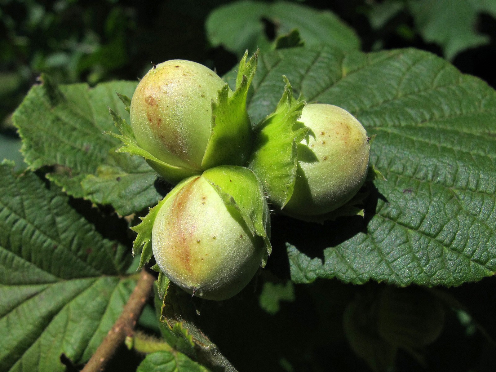 celtic meaning hazel tree, ogham tree meanings