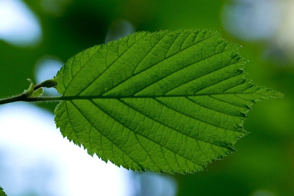 celtic meaning hazel tree