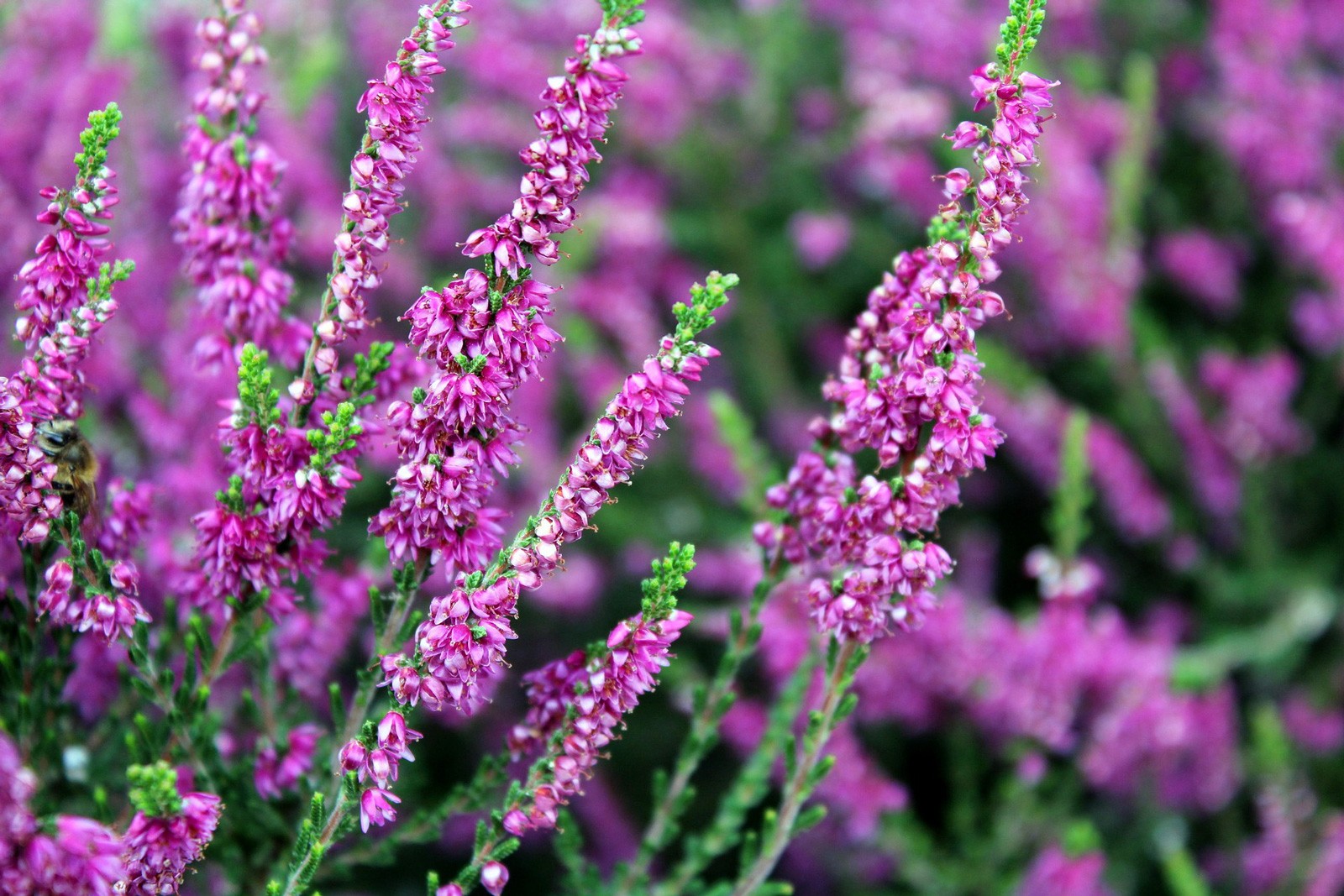 Celtic Meaning Heather