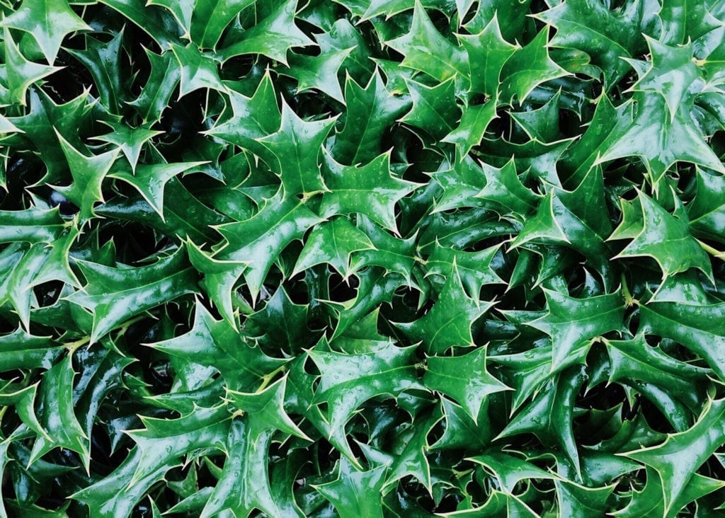 Celtic Meaning Oak Tree Symbolism in Ogham on