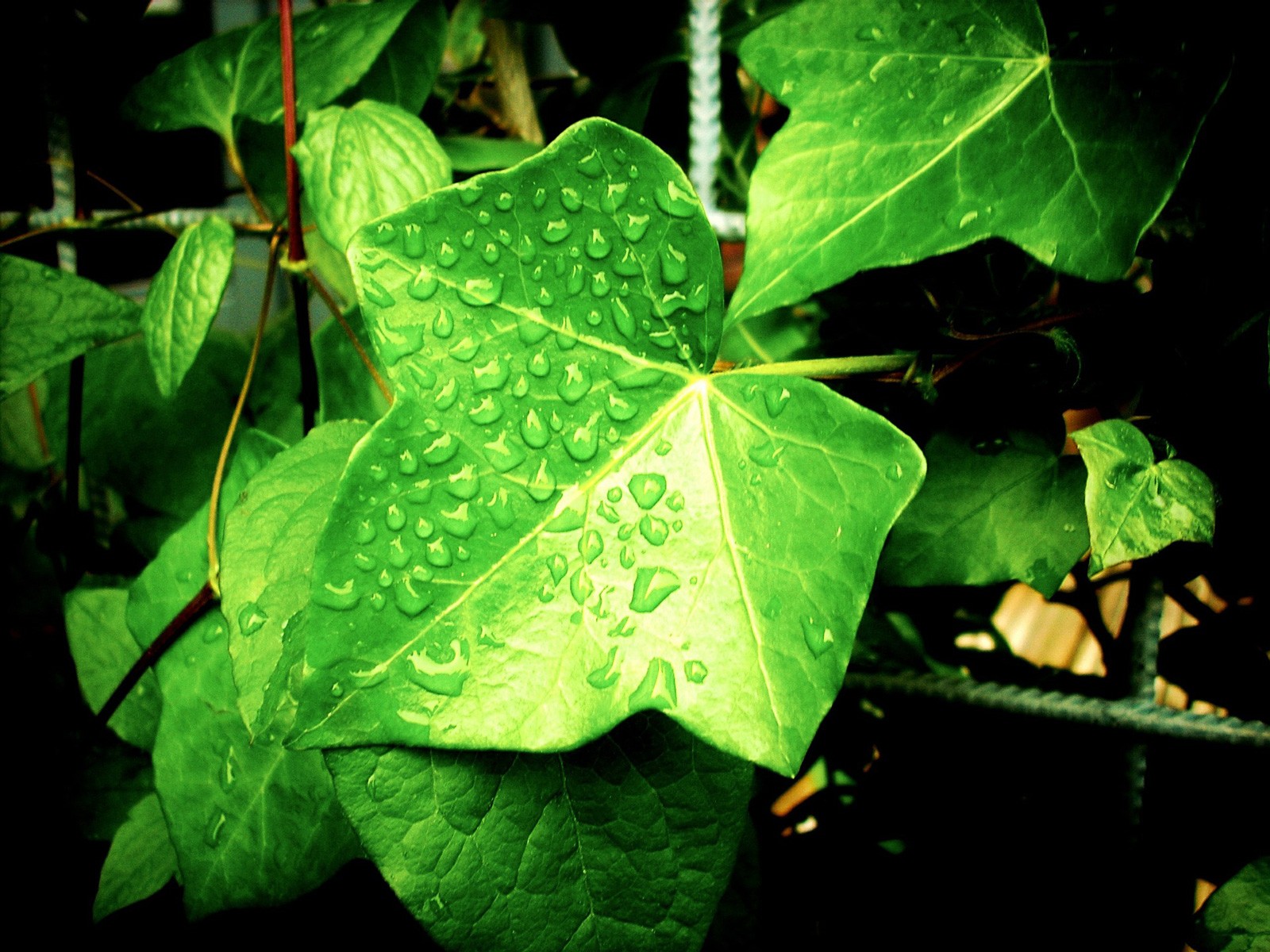 Celtic Meaning Ivy