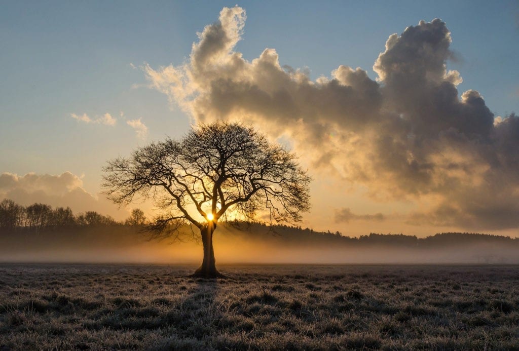 celtic meaning of the oak tree and celtic ogham oak tree meaning