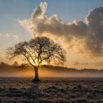 celtic meaning of the oak tree and celtic ogham oak tree meaning