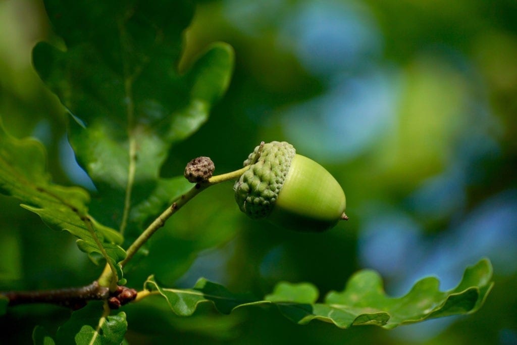 celtic meaning oak tree and ogham meaning