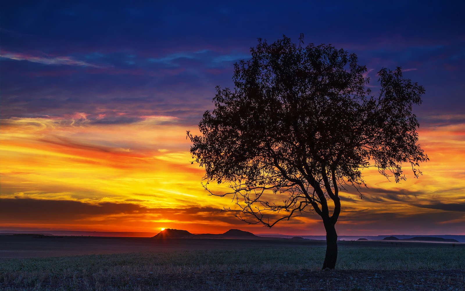 Celtic Meaning Of Symbolic Trees