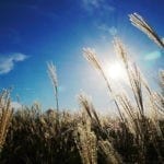 celtic meaing of the reed in the celtic and druid ogham