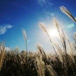 celtic meaing of the reed in the celtic and druid ogham