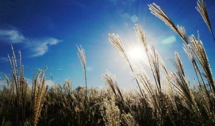 celtic meaing of the reed in the celtic and druid ogham