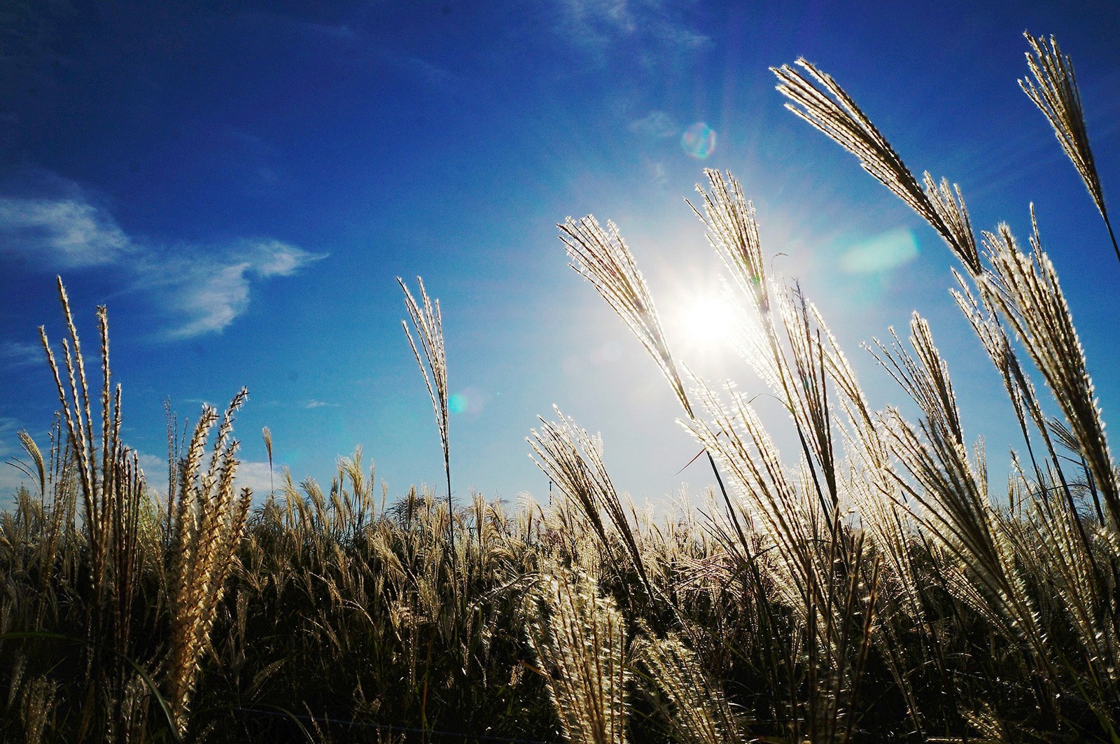 Celtic Meaning Reed