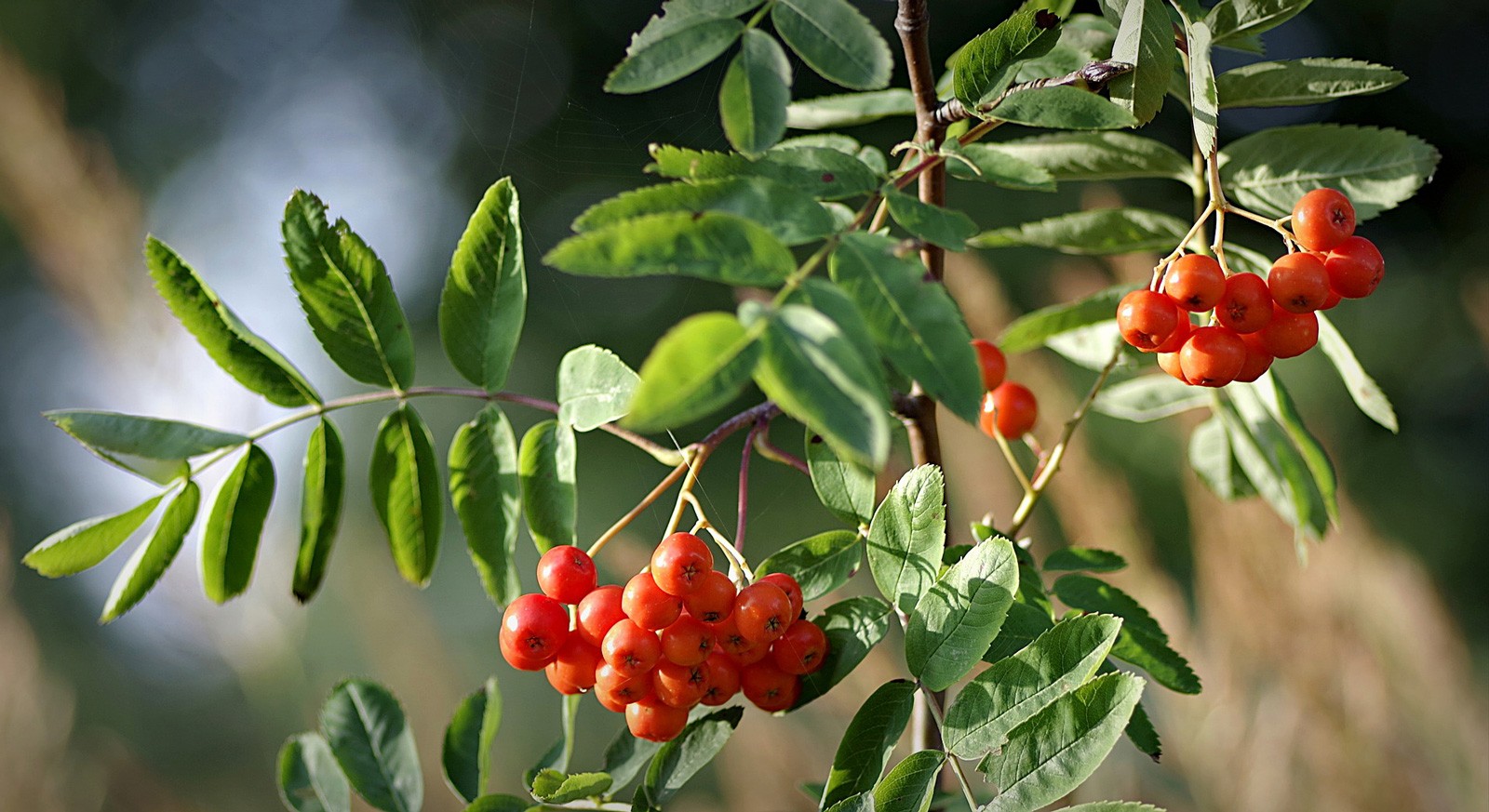 Celtic Meaning Rowan Tree