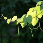 celtic meaning vine meaning in the ogham