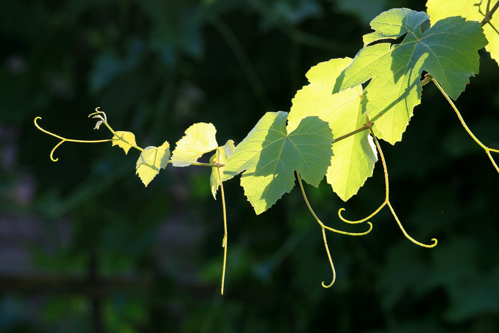 Celtic Meaning Vine