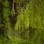 celtic meaning willow tree ogham meaning