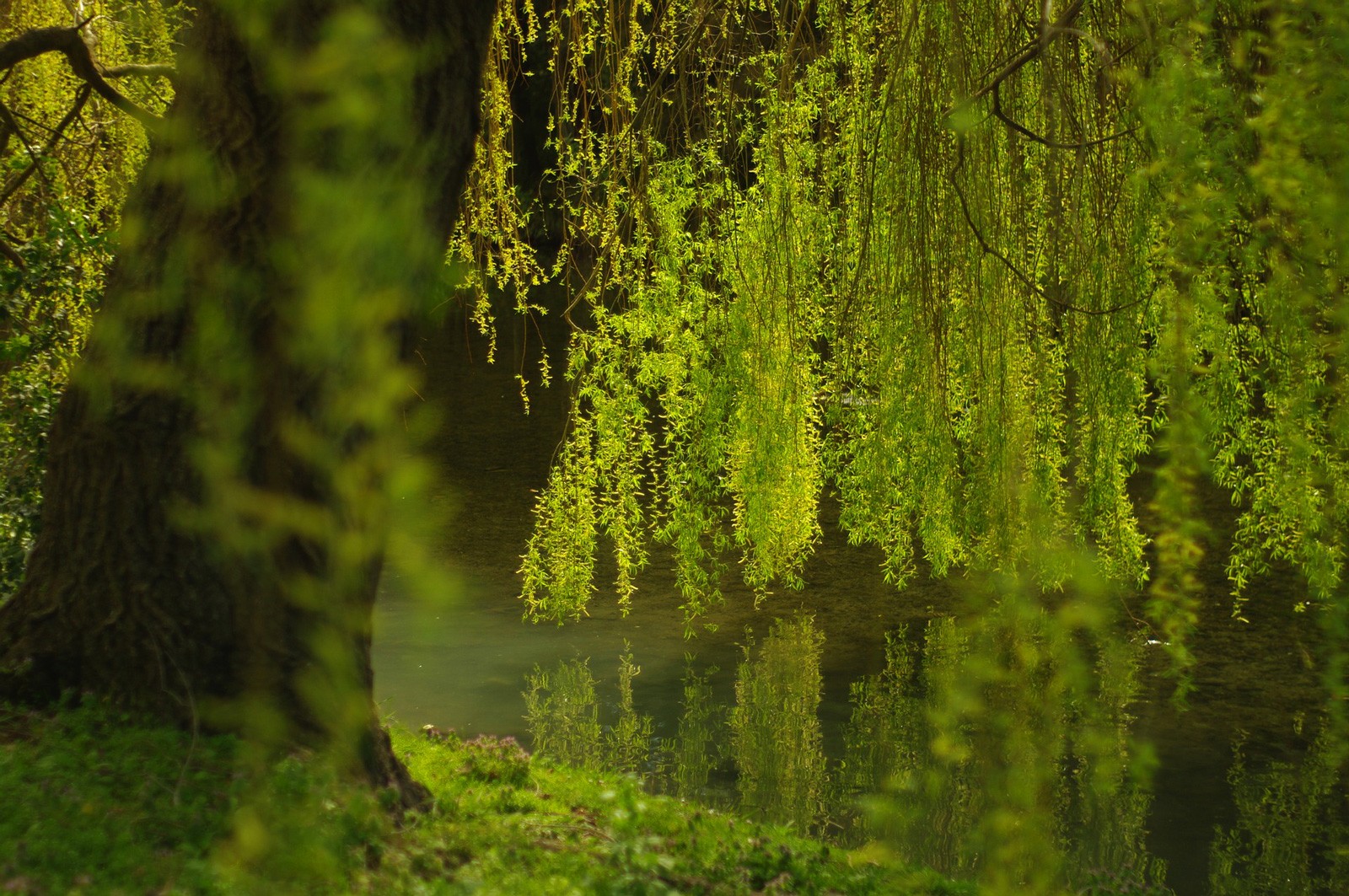 Celtic Meaning Willow Tree