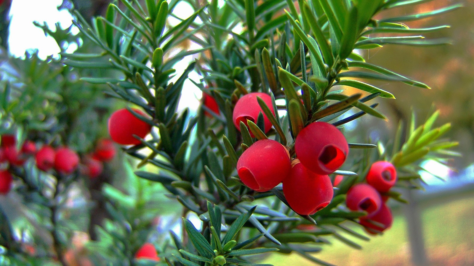 Celtic Meaning Yew Tree