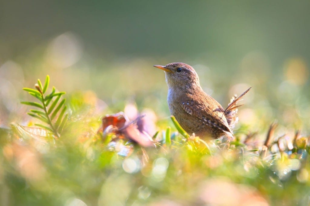celtic meanings of the wren and wren meanings