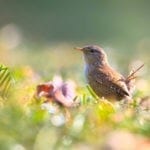 celtic meanings of the wren and wren meanings