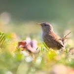 celtic meanings of the wren and wren meanings
