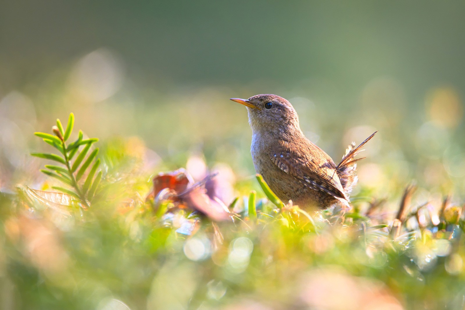 Celtic Meanings Of Wren