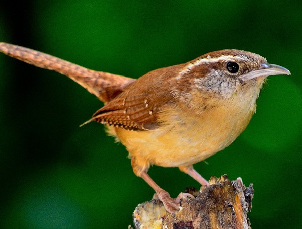 celtic meanings of the wren and wren bird meaning