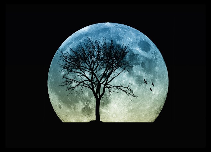 Celtic tree astrology and Ogham meaning