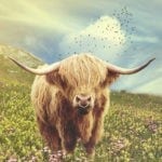 Celtic zodiac sign bull and cow meaning