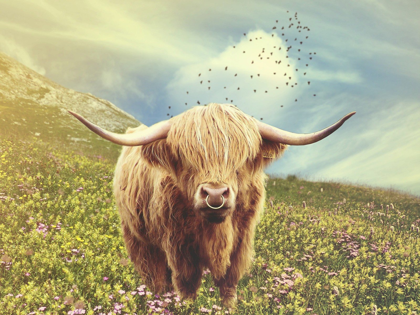 Celtic zodiac sign bull and cow meaning