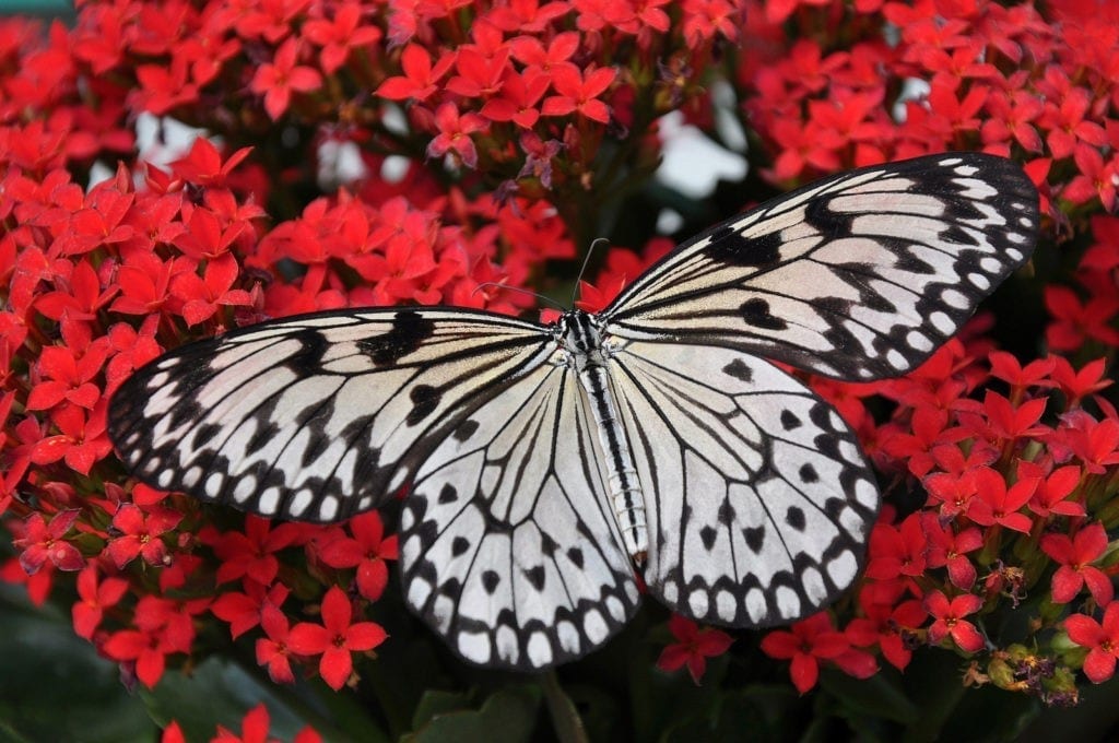 Celtic zodiac sign butterfly meaning