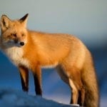 Celtic zodiac sign fox meanings