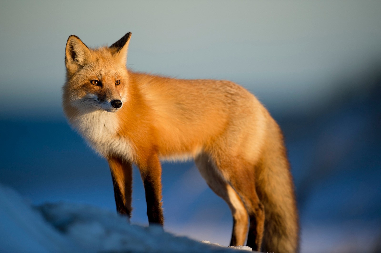 Celtic zodiac sign fox meanings