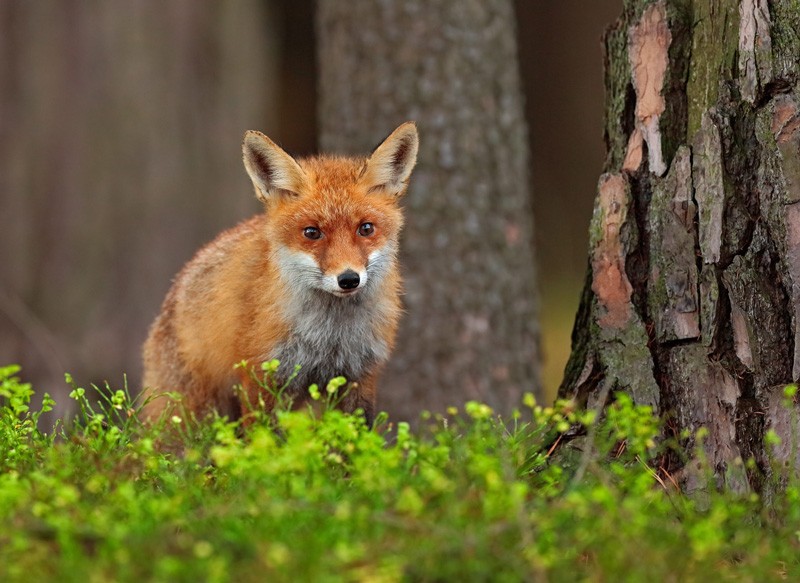 Celtic zodiac sign fox and fox sign meaning