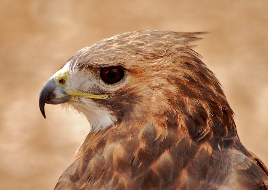 Celtic Zodiac Sign hawk meaning in astrology