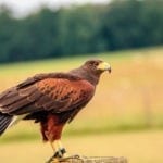 Celtic zodiac sign hawk meaning