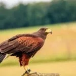 Celtic zodiac sign hawk meaning