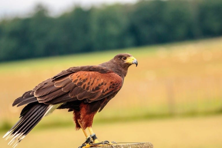 Celtic zodiac sign hawk meaning