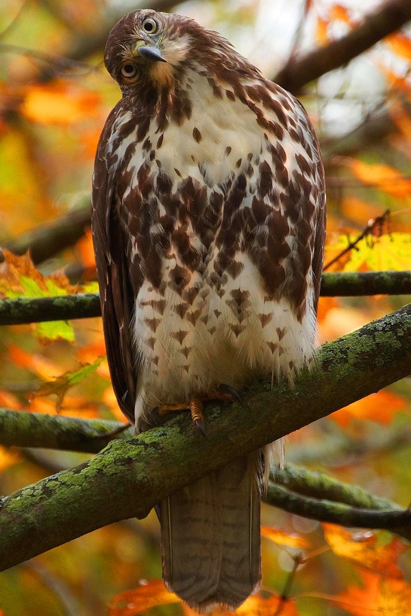 celtic zodiac sign hawk meaning in celtic astrology